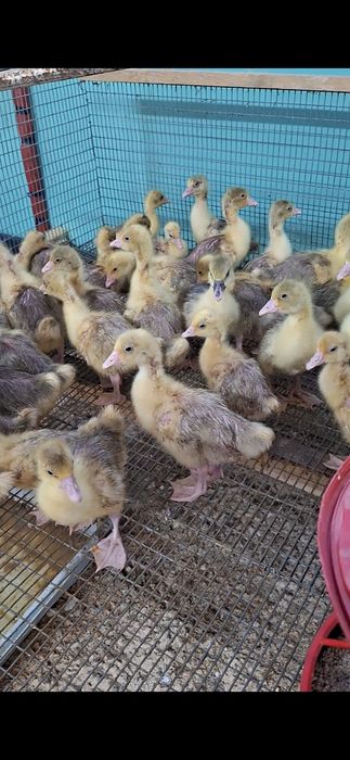 Gęsi młode kołudzkie