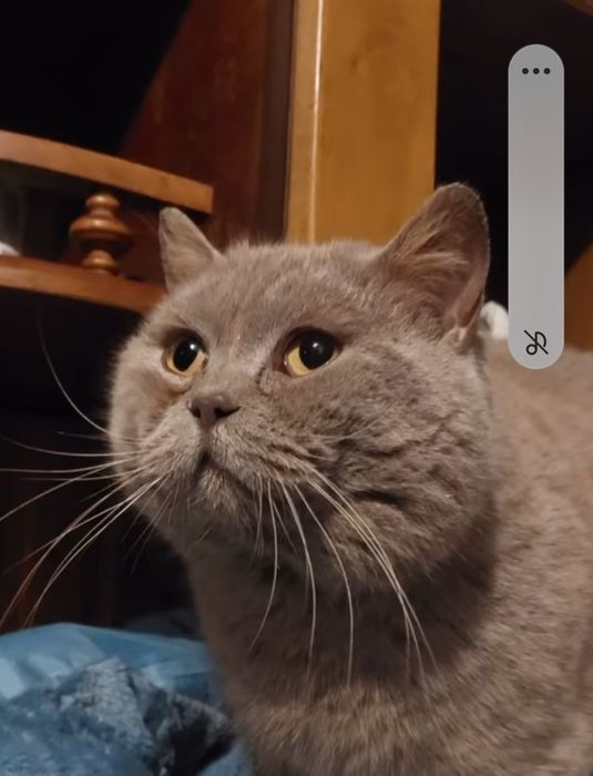 Красунчик британець у добрі руки