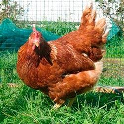 Інкубаційні яйця. Вся Україна