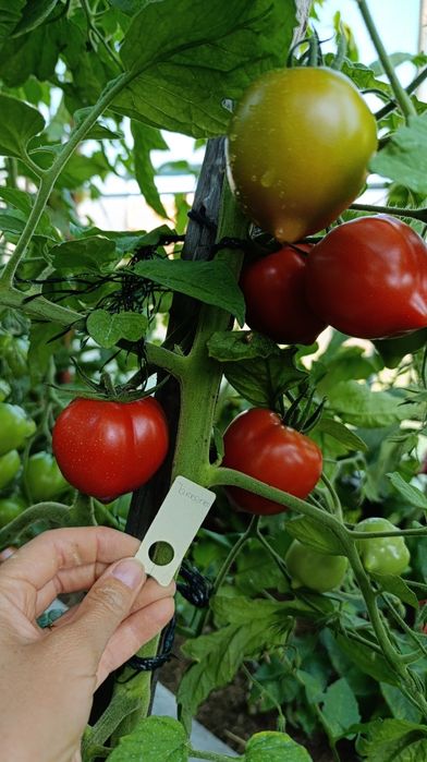 Nasiona pomidora kolekcjonerskie