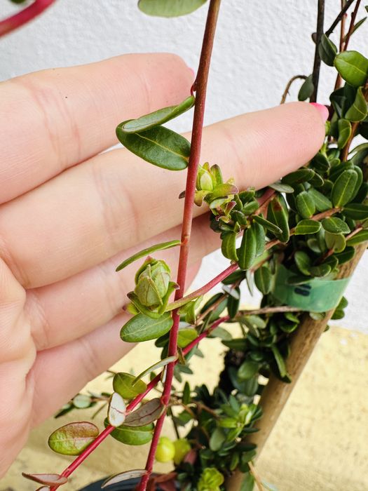 Arbusto ARANDOS SUPER FRUTO