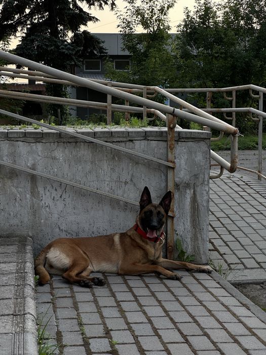 Цуцянята Малінуа