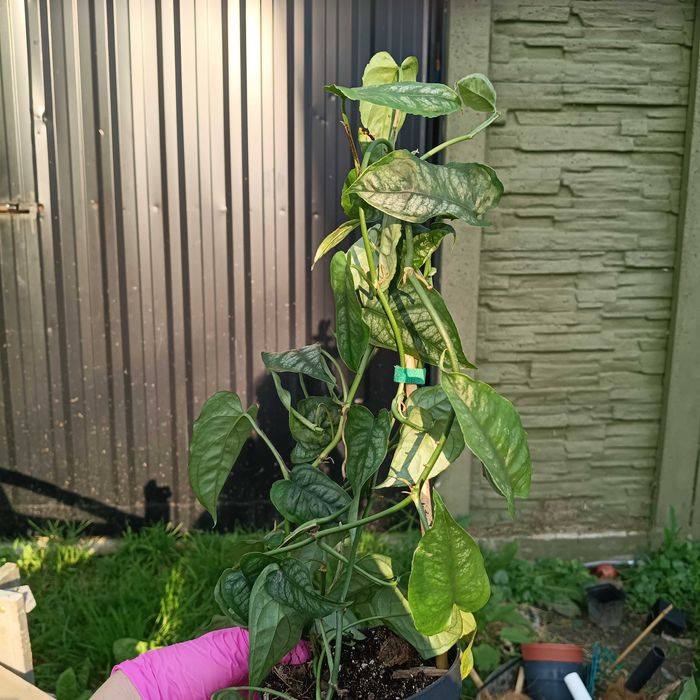 monstera siltepecana -duża