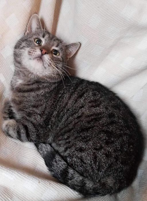 Milutki Kocurek szuka domku