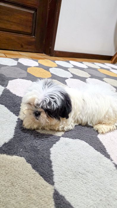 Shih-tzu macho disponível
