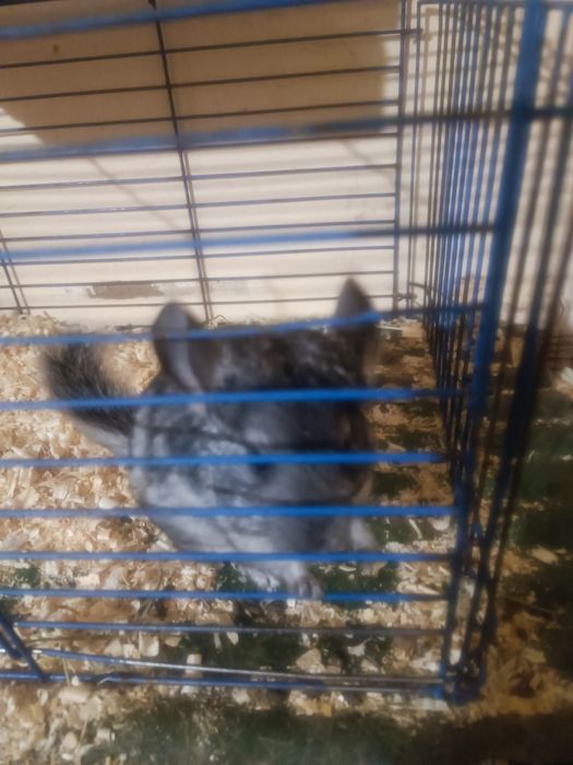 Гризунчик хлопчик