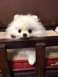 Померанський шпіц