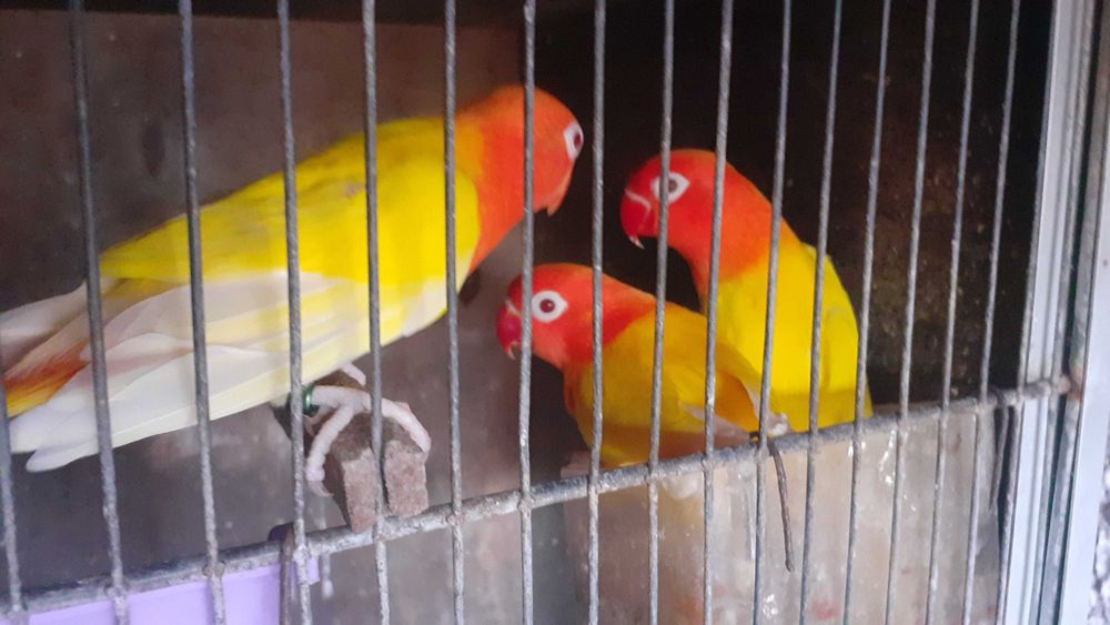 Agapornis Fischers