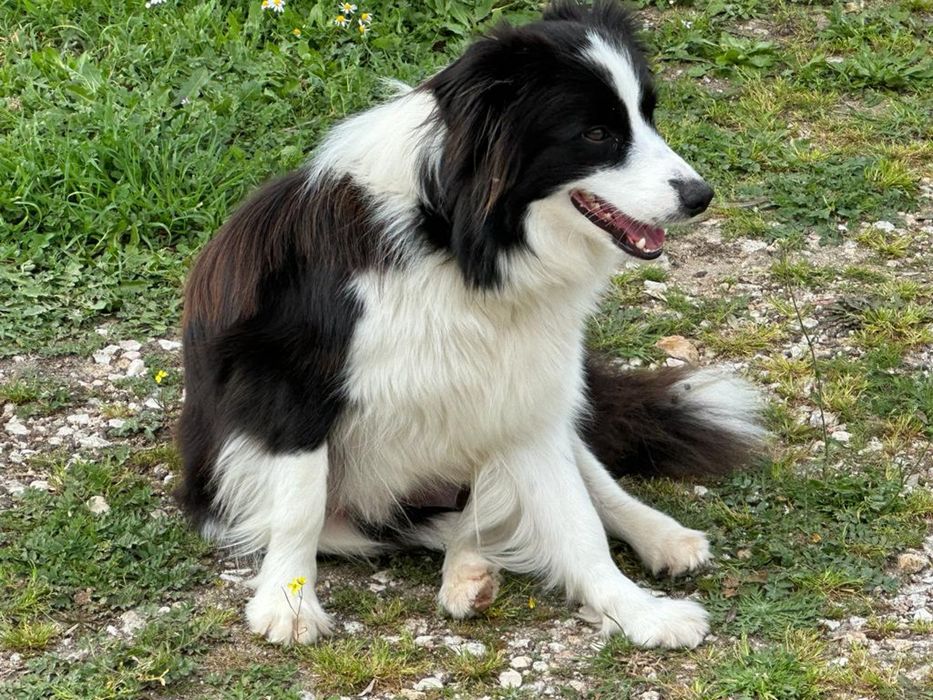 Border Collie Macho