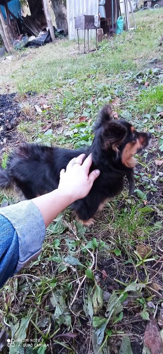 Відам в добрі руки