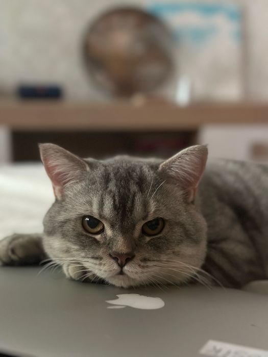 Котик потребує родини