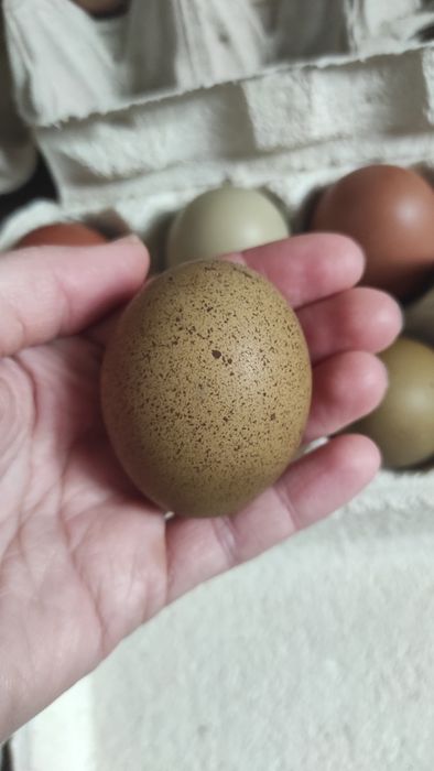 Jaja lęgowe  oliwkowe, niebieskie, czekoladowe