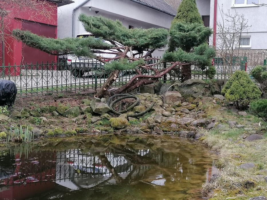 Газон, трава, штучна трава, стрижка, ландшафт, топіар, бонсай, нівакі,