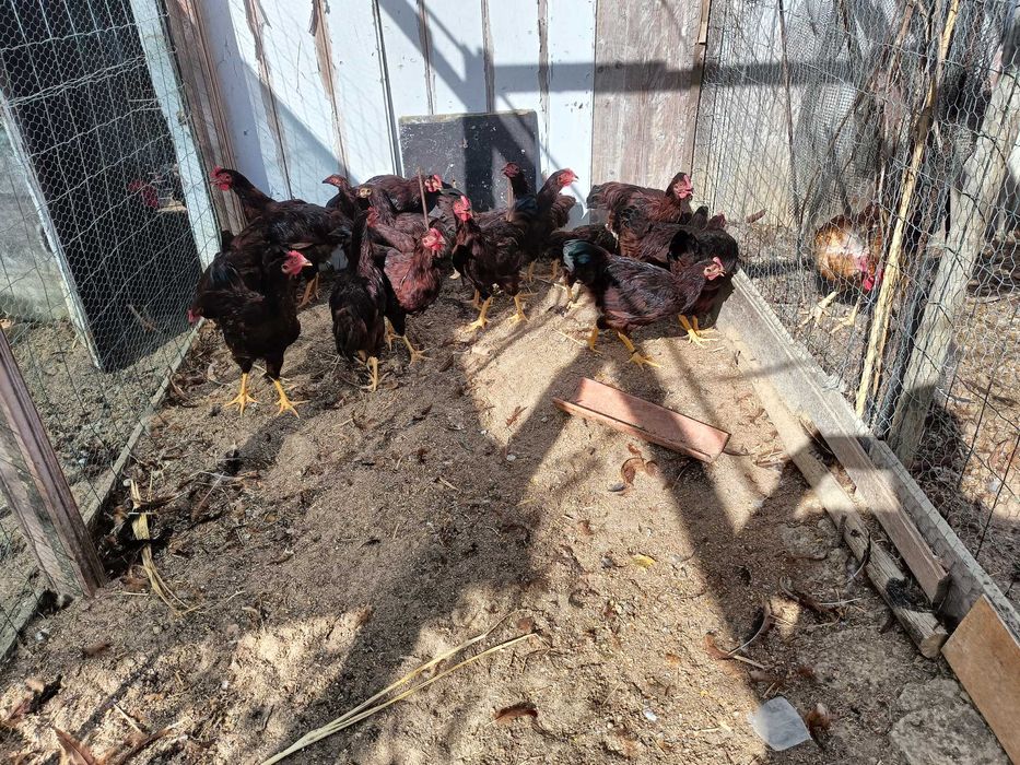 Frangos rhede islandês red