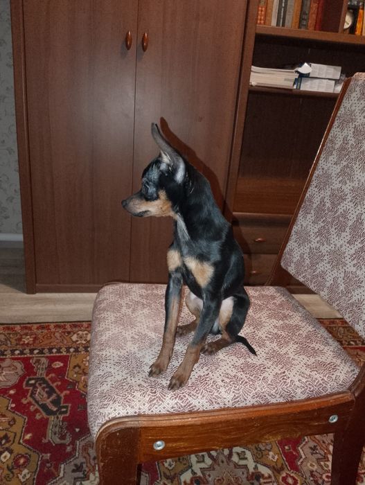 Мини Той терьер мальчик