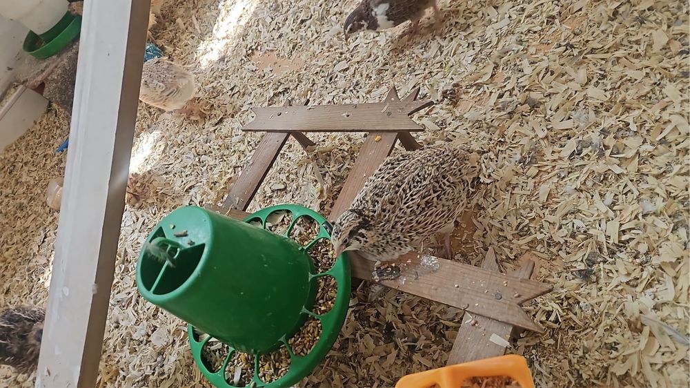 Vendo ovos de codorniz