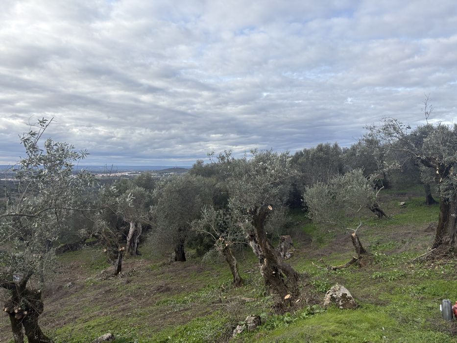 Desmatações e podas de arvores