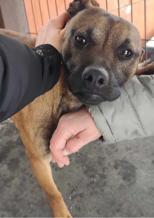 Pilne ! Remik błaga o dom...