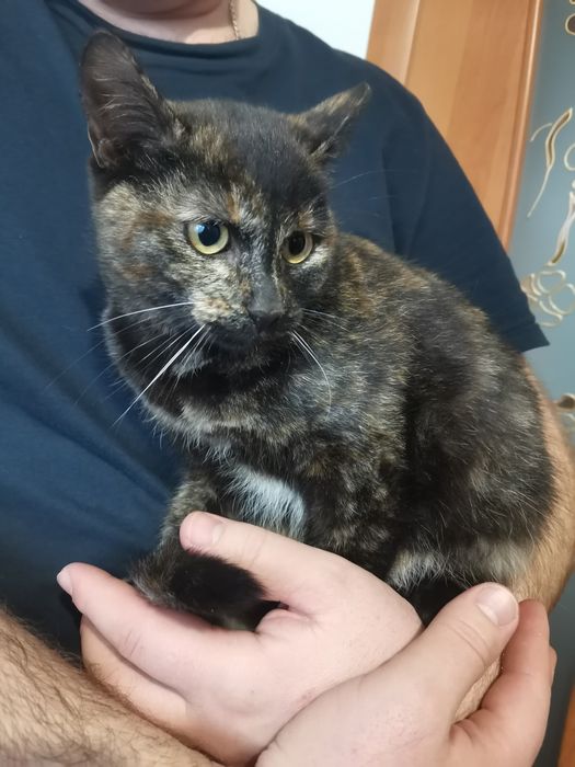 Киці шукають новий дім