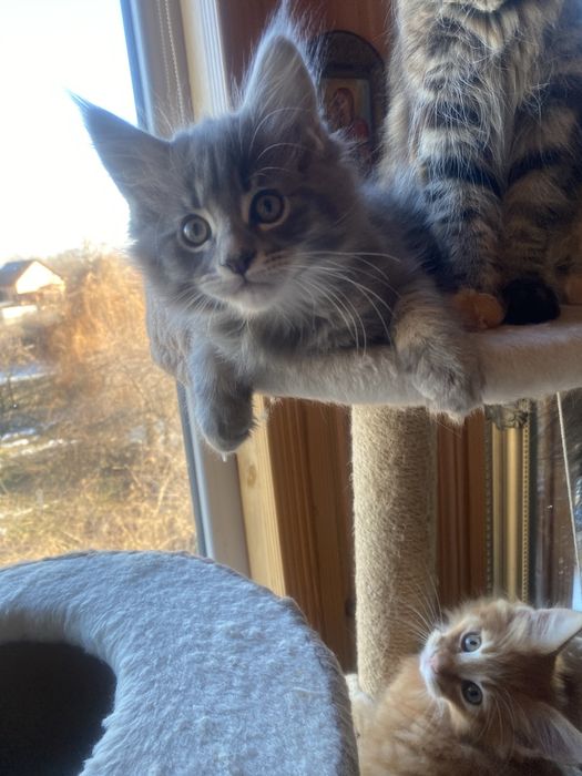 Кошенята Мейн-кун, хлопчики