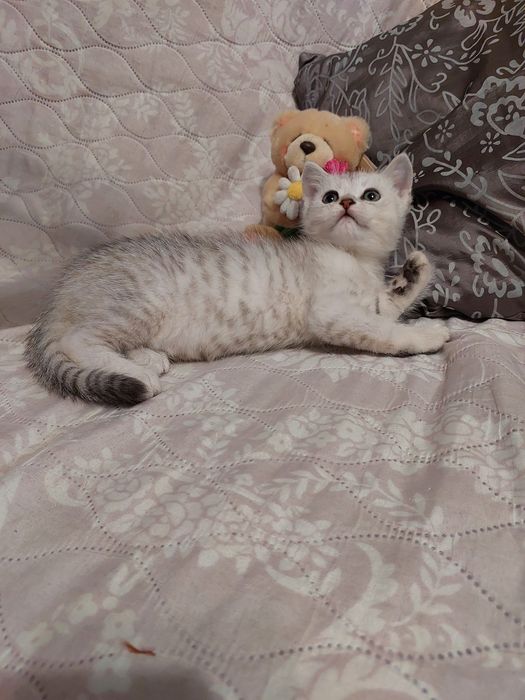Шотландські шиншилові малючки