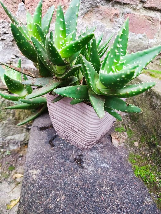 Aloes żywy, 5 letni, 8 dorodnych krzewów
