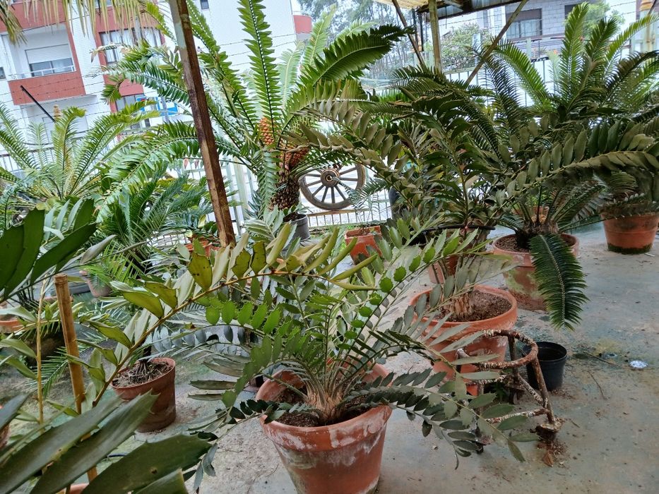 Várias Plantas Cycads
