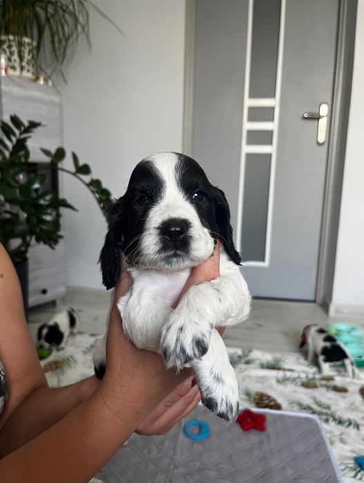 Cocker Spaniel Angielski
