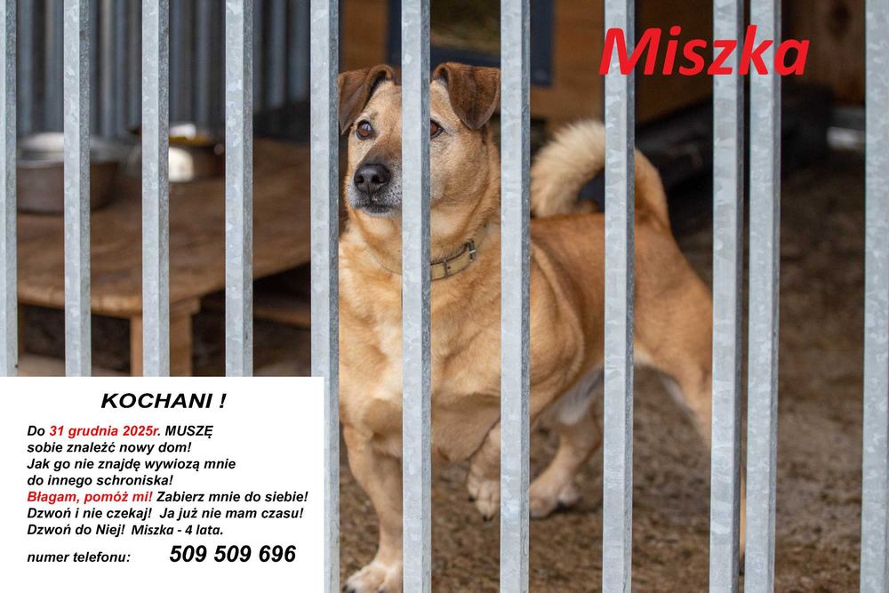 MISZKA, PIES DO PILNEJ ADOPCJI - mamy czas do 31 grudnia 2025r.