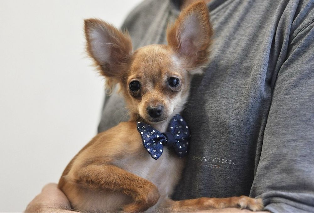 Дружочек, который пробирается в сердце!