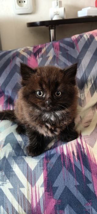 Шотландські кошенята