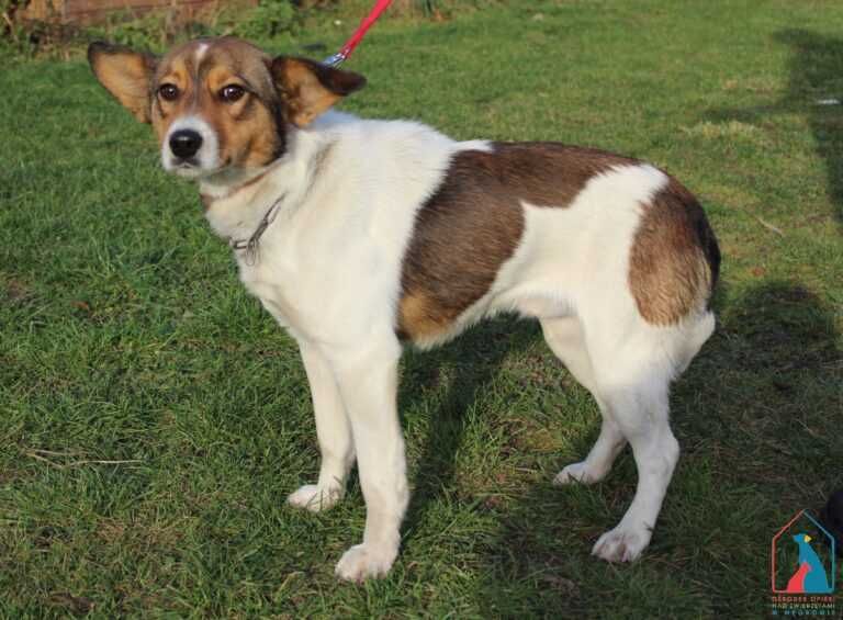 Młodziuki piesek Fafik szuka domu.