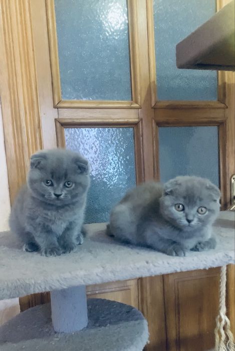 Веселі дівчатка  фолд