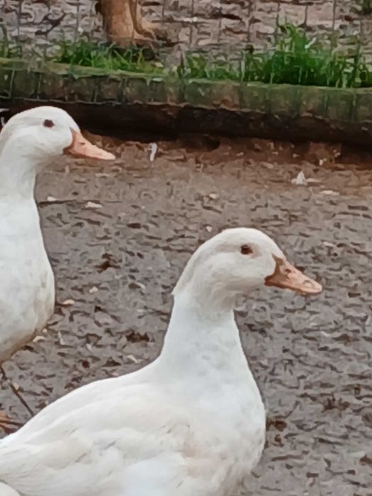Patos Franceses cor branca