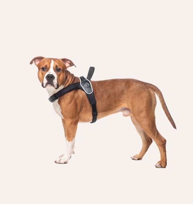 Шлейка для собак Tre Ponti Primo Plus Reflective