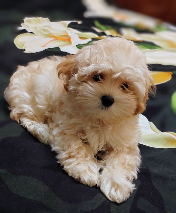 Девочка мальтипу ф1.