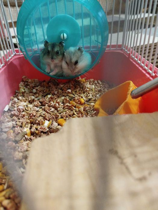 Хомячки джонгарики