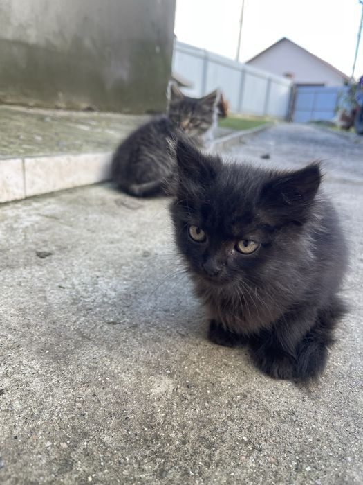 Кошенятка віддам безкоштовно