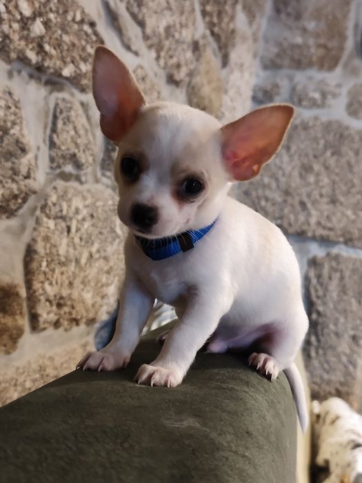 Chihuahua muito fofo