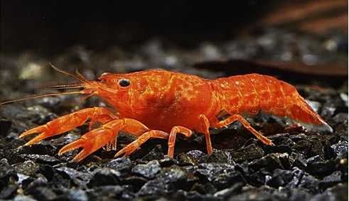 Rak Cambarellus Cambarellus patzcuarensis