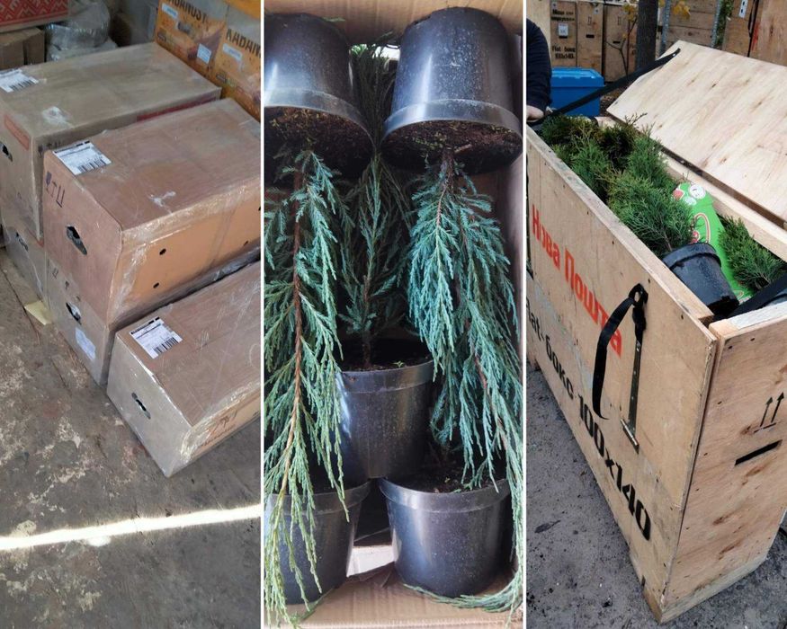 Декоративні хвойні рослини в горшках (ЗКС) ЯЛІВЦІ, ТУЇ, ЯЛИНКИ