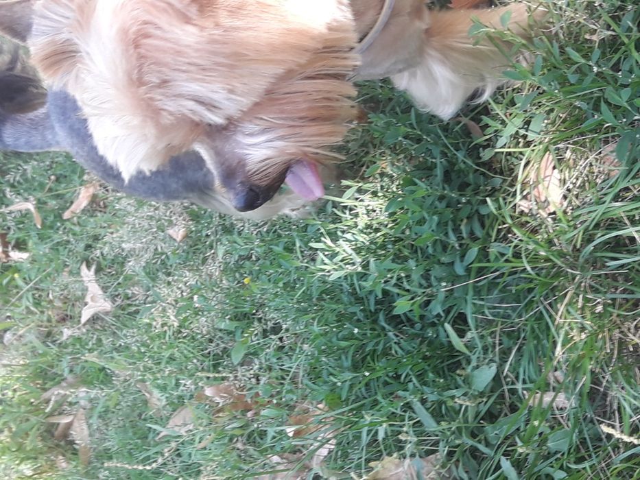 Красавчик йорк для вязки