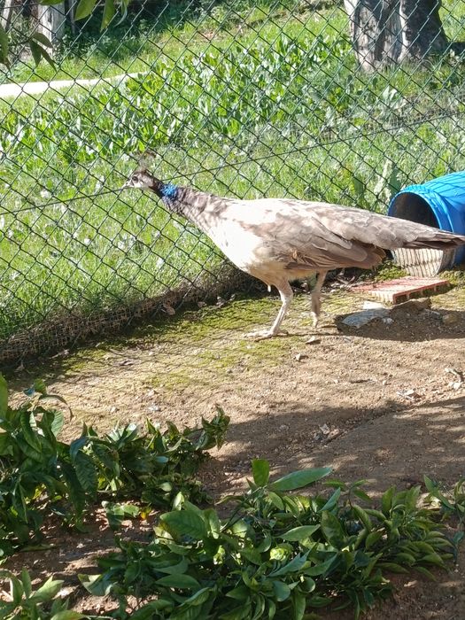 Pavoa bronze         .