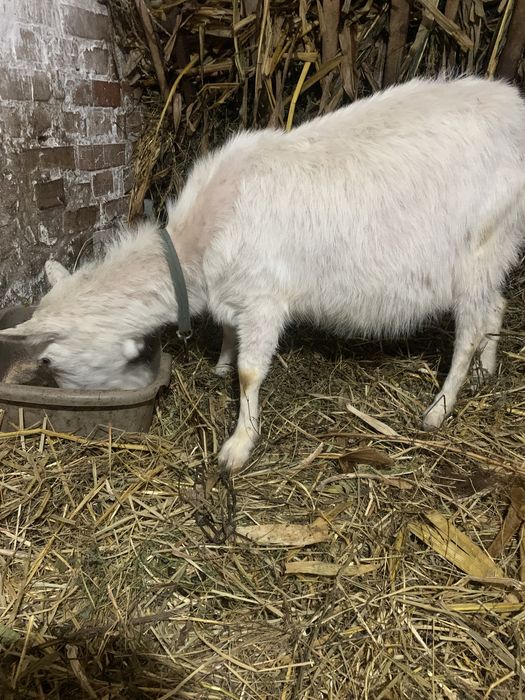 Дійна коза безрога