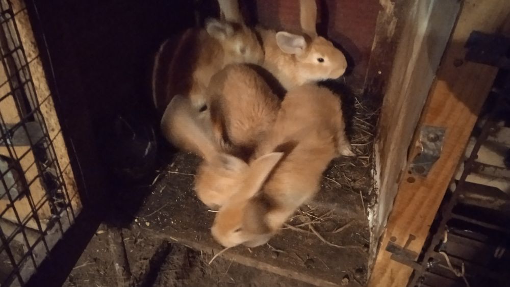 Кролики молодняк . Руденькі