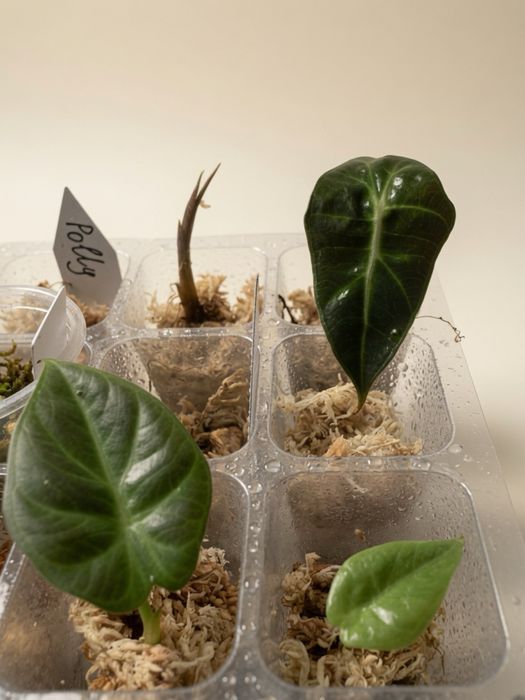 philodendron splendid, monstera, alokazja