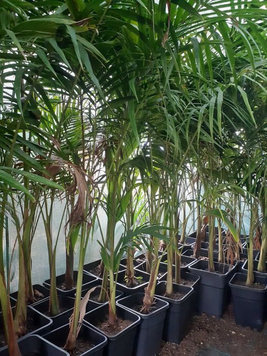 Palmeiras   Arcontophoenix  Cunningamiana