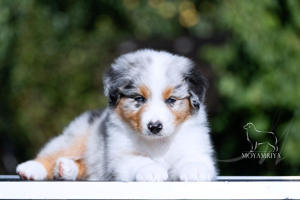 Австралійська вівчарка ауссі / австралийская овчарка аусси / Australian Shepherd