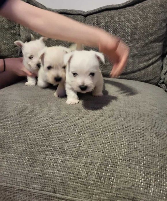 West Highland White Terrier