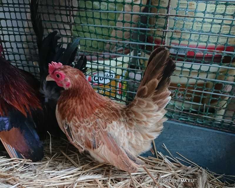 Kurki Chabo tylko w parach  kury z 2024 i 2025 roku